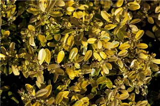 Ilex crenata 'Golden Gem' - Gelber Berg-Ilex 'Golden Gem'