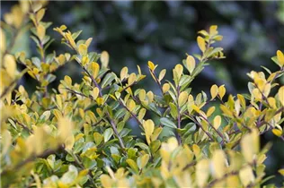 Ilex crenata 'Golden Gem' - Gelber Berg-Ilex 'Golden Gem'