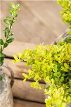 Ilex crenata 'Golden Gem' - Gelber Berg-Ilex 'Golden Gem'