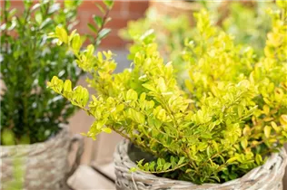 Ilex crenata 'Golden Gem' - Gelber Berg-Ilex 'Golden Gem'