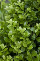 Ilex crenata 'Golden Rock' - Berg-Ilex 'Golden Rock'