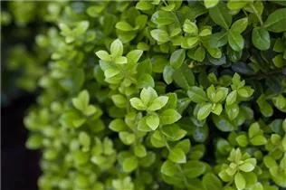 Ilex crenata 'Golden Rock' - Berg-Ilex 'Golden Rock'