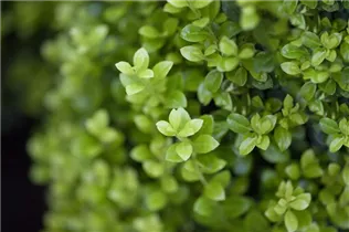 Ilex crenata 'Golden Rock' - Berg-Ilex 'Golden Rock'