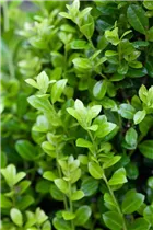 Ilex crenata 'Golden Rock' - Berg-Ilex 'Golden Rock'