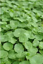 Hydrocotyle vulgaris - Gewöhnlicher Wassernabel Hydrocotyle vulgaris - Gewöhnlicher Wassernabel