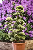 Ilex crenata 'Kinme' - Stechpalme 'Kinme' Ilex crenata 'Kinme' - Stechpalme 'Kinme'