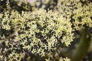 Ilex crenata 'Kinme' - Stechpalme 'Kinme' Ilex crenata 'Kinme' - Stechpalme 'Kinme'