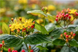 Hypericum inodorum - Johanniskraut Hypericum inodorum - Johanniskraut