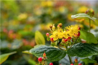 Hypericum inodorum - Johanniskraut Hypericum inodorum - Johanniskraut