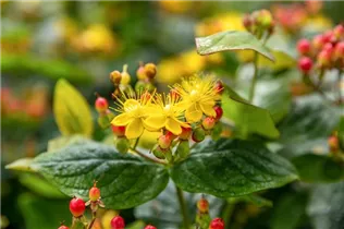 Hypericum inodorum - Johanniskraut Hypericum inodorum - Johanniskraut