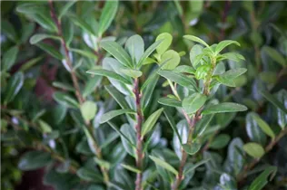 Ilex crenata 'Robustico' - Berg-Ilex 'Robustico' Ilex crenata 'Robustico' - Berg-Ilex 'Robustico'