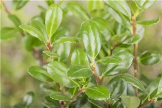 Ilex crenata 'Robustico' - Berg-Ilex 'Robustico' Ilex crenata 'Robustico' - Berg-Ilex 'Robustico'