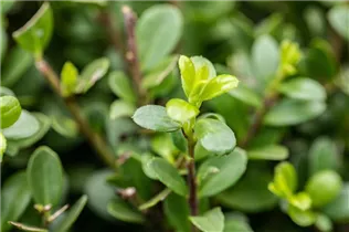 Ilex crenata 'Robustico' - Berg-Ilex 'Robustico' Ilex crenata 'Robustico' - Berg-Ilex 'Robustico'