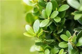 Ilex crenata 'Robustico' - Berg-Ilex 'Robustico' Ilex crenata 'Robustico' - Berg-Ilex 'Robustico'