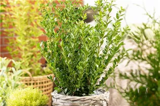 Ilex crenata 'Robustico' - Berg-Ilex 'Robustico' Ilex crenata 'Robustico' - Berg-Ilex 'Robustico'