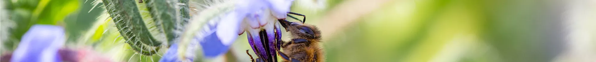 Borago officinalis Borago officinalis
