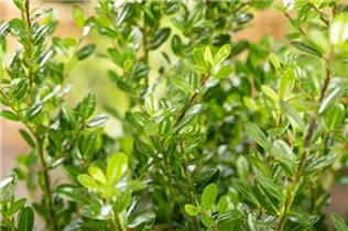 Ilex crenata 'Robustico' - Berg-Ilex 'Robustico' Ilex crenata 'Robustico' - Berg-Ilex 'Robustico'