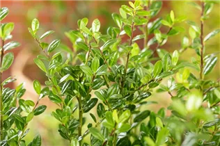 Ilex crenata 'Robustico' - Berg-Ilex 'Robustico' Ilex crenata 'Robustico' - Berg-Ilex 'Robustico'