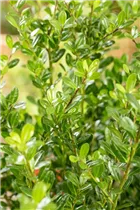 Ilex crenata 'Robustico' - Berg-Ilex 'Robustico' Ilex crenata 'Robustico' - Berg-Ilex 'Robustico'