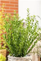 Ilex crenata 'Robustico' - Berg-Ilex 'Robustico' Ilex crenata 'Robustico' - Berg-Ilex 'Robustico'