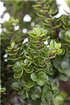 Ilex crenata 'Rotundifolia' - Berg-Ilex