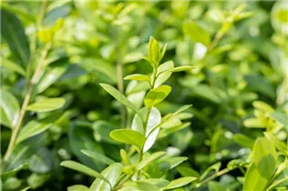 Ilex crenata 'Rotundifolia' - Berg-Ilex