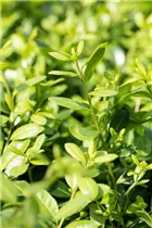 Ilex crenata 'Rotundifolia' - Berg-Ilex