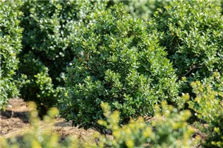 Ilex crenata 'Rotundifolia' - Berg-Ilex