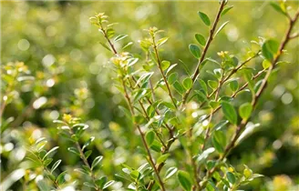 Ilex crenata 'Stokes' - Niedriger Berg-Ilex 'Stokes'