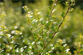 Ilex crenata 'Stokes' - Niedriger Berg-Ilex 'Stokes'