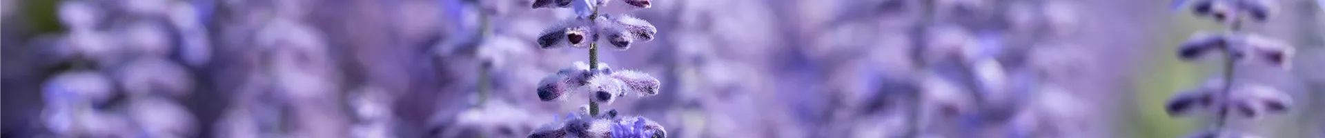 Perovskia atriplicifolia 'Lacey Blue'® Perovskia atriplicifolia 'Lacey Blue'®
