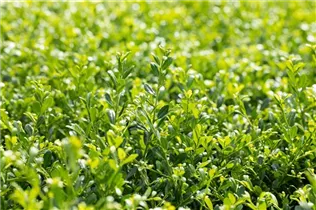 Ilex crenata 'Stokes' - Niedriger Berg-Ilex 'Stokes'