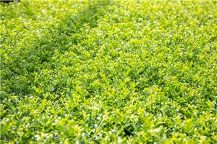 Ilex crenata 'Stokes' - Niedriger Berg-Ilex 'Stokes'