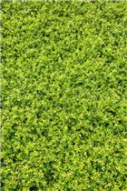 Ilex crenata 'Stokes' - Niedriger Berg-Ilex 'Stokes'