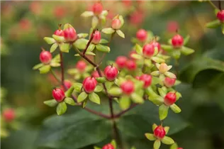 Hypericum inodorum 'Magical Red' - Johanniskraut 'Magical Red' Hypericum inodorum 'Magical Red' - Johanniskraut 'Magical Red'