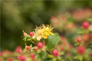 Hypericum inodorum 'Magical Red' - Johanniskraut 'Magical Red' Hypericum inodorum 'Magical Red' - Johanniskraut 'Magical Red'