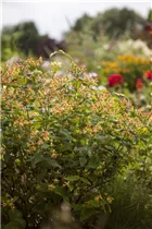 Hypericum inodorum 'Magical Red' - Johanniskraut 'Magical Red' Hypericum inodorum 'Magical Red' - Johanniskraut 'Magical Red'