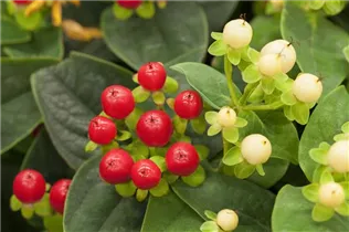 Hypericum inodorum 'Miracle Attraction'® - Johanniskraut 'Miracle Attraction'®