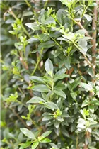 Ilex maximowicziana var. kanehirae 'Impala'® - Stechpalme 'Impala'®