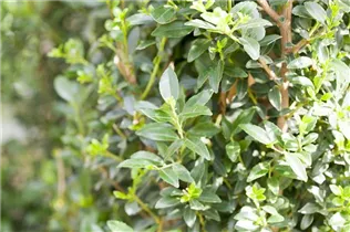 Ilex maximowicziana var. kanehirae 'Impala'® - Stechpalme 'Impala'®