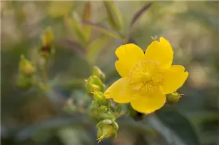 Hypericum patulum - Großblumiges Johanniskraut Hypericum patulum - Großblumiges Johanniskraut