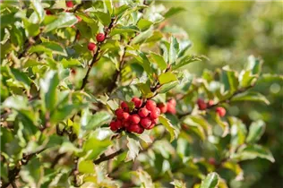 Ilex meserveae - Stechpalme