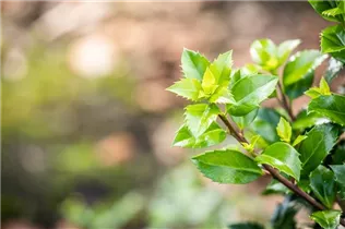 Ilex meserveae - Stechpalme