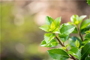 Ilex meserveae - Stechpalme