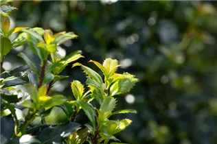 Ilex meserveae - Stechpalme