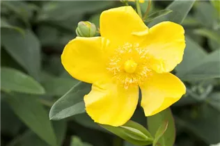 Hypericum patulum 'Hidcote' - Großblumiges Johanniskraut 'Hidcote' Hypericum patulum 'Hidcote' - Großblumiges Johanniskraut 'Hidcote'