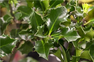 Ilex meserveae 'Blue Angel'® - Stechpalme 'Blue Angel'®