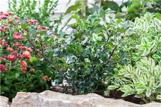 Ilex meserveae 'Blue Angel'® - Stechpalme 'Blue Angel'®