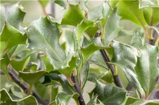 Ilex meserveae 'Blue Angel'® - Stechpalme 'Blue Angel'®
