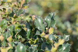 Ilex meserveae 'Blue Angel'® - Stechpalme 'Blue Angel'®
